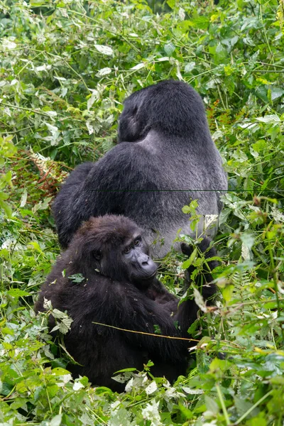 Bébé Gorille Montagne Avec Dos Argenté Dans Forêt Impénétrable Bwindi — Photo