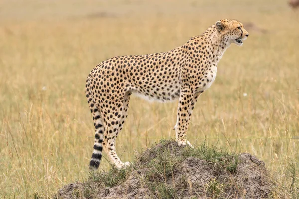 Cheetah Stands Rock Masaai Mara Reserve Kenya Stalking Its Prey — Stock Photo, Image