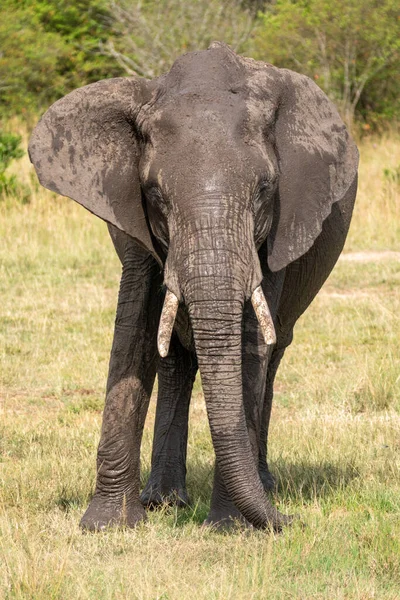 Bardzo Błotniste Słonie Myją Się Kąpią Rezerwacie Masaai Mara Kenia — Zdjęcie stockowe