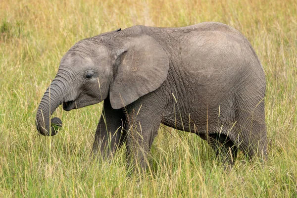 Bebê Elefante Caminha Grama Alta Quênia África Masaai Mara Reserve — Fotografia de Stock