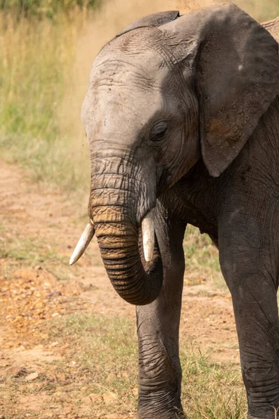Retrato Elefante Lamacento Reserva Maasai Mara Quênia África — Fotografia de Stock