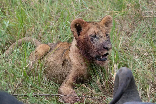 Cachorro León Sangriento Come Búfalo Capa Reserva Masaai Mara Kenia —  Fotos de Stock