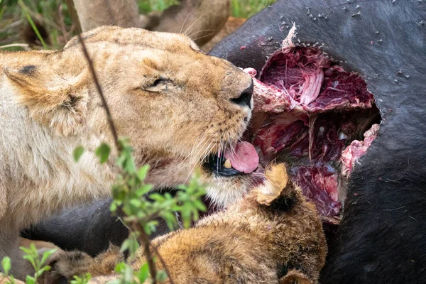 Lvi Hodují Jedí Mrtvého Buvola Plášti Nedávno Zabitého Rezervaci Masaai — Stock fotografie