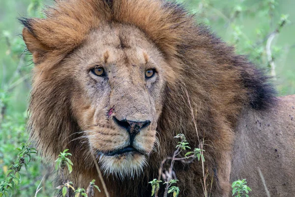 Lion face portrait, as it watches in the Masaai Mara Reserve in Kenya, Africa
