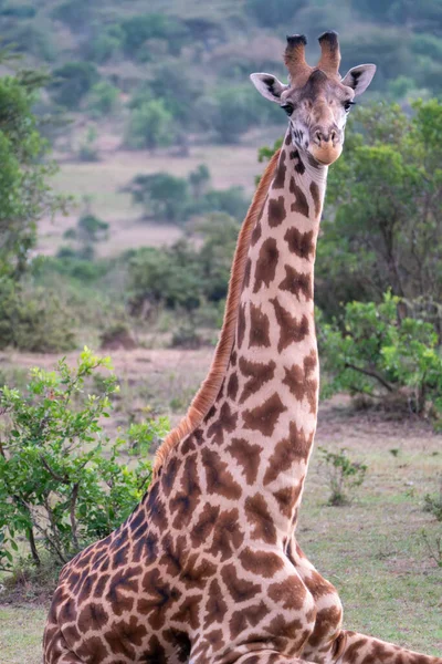 Ülő Zsiráf Kamerába Néz Kenyai Masaai Mara Reserve Ben Masaai — Stock Fotó
