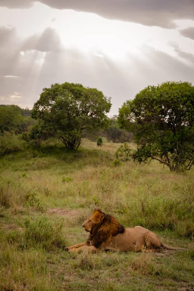 狮子休息 因为它在肯尼亚的马赛马拉保护区观看 — 图库照片