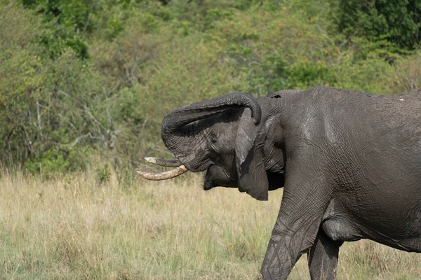 Velmi Zablácený Slon Myje Koupe Rezervaci Masaai Mara Keni — Stock fotografie