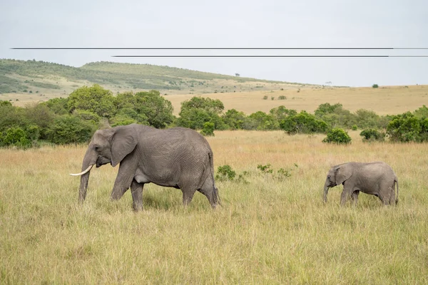 Elephant mama and baby walk in the Masaai Mara Reserve, Kenya Africa