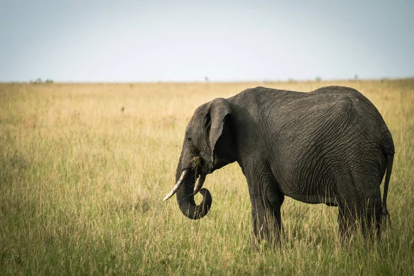 Elefante Come Grama Reserva Masaai Mara Quênia — Fotografia de Stock