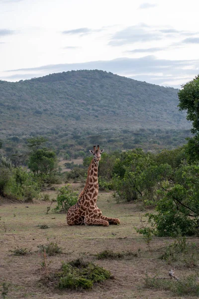 Giraffa Seduta Guardando Macchina Fotografica Nella Riserva Masaai Mara Kenya — Foto Stock