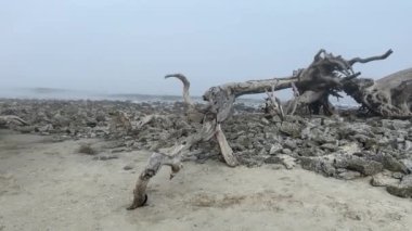 Sisli bir günde Jekyll Adası 'nda Driftwood Plajı