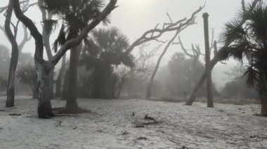 Driftwood Sahili - Jekyll Adası, Georgia sisli, sisli bir günde, ürkütücü manzaralı