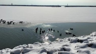 Michigan Gölü 'nün donmuş ve buzlu sularında yüzen ördekler. Sheboygan Wisconsin 'deki Deland Park' ta çekilmiş.