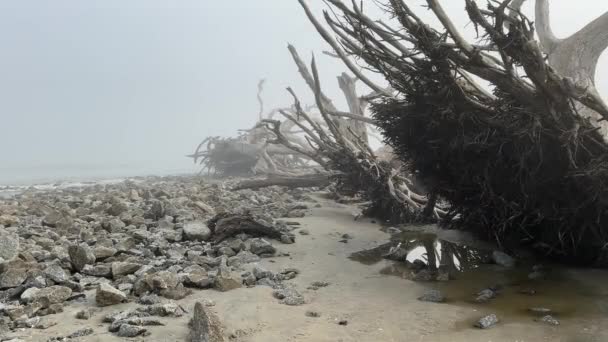 Driftwood Beach Jekyll Island Geórgia Dia Nebuloso Com Uma Vibração — Vídeo de Stock