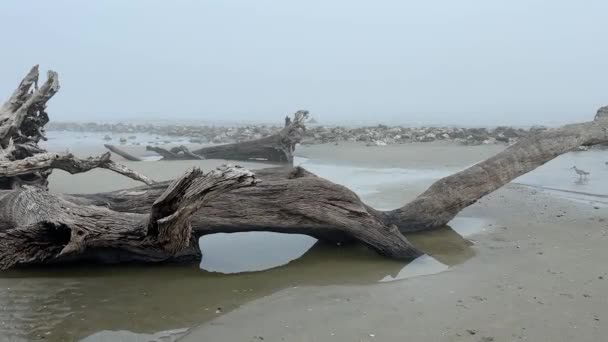 Driftwood Sahili Jekyll Adası Georgia Sisli Sisli Bir Günde Ürkütücü — Stok video