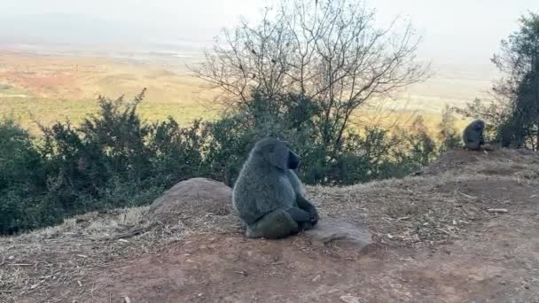 Мавпа Бабуїн Сидить Дикій Природі Кенії Африка Велика Рифтова Долина — стокове відео