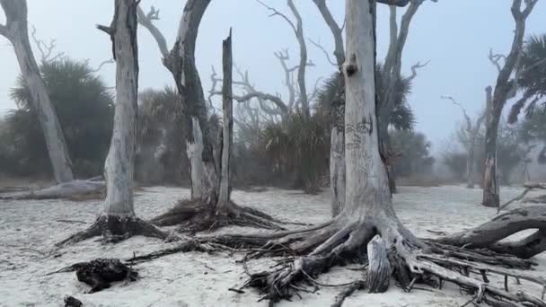 Driftwood Beach Jekyll Island Geórgia Dia Nebuloso Com Uma Vibração — Vídeo de Stock