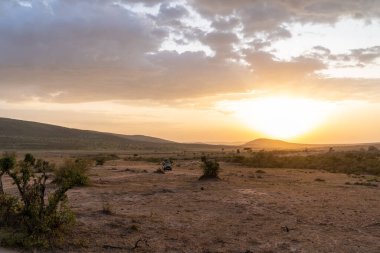 Iconic Africa günbatımı ve büyük güneşli turuncu gökyüzü, Kenya 'daki Masaai Mara Rezervi üzerinde.