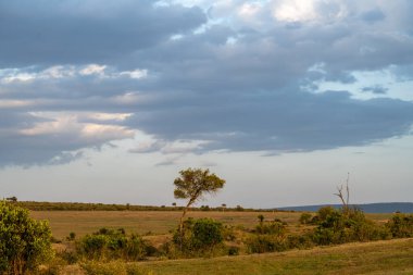Günbatımından hemen önce Kenya Afrika 'daki Maasai Mara Rezervi' nin üzerinde güneşli bir hava var.