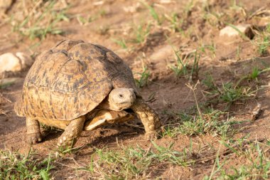 Afrika miğferli kaplumbağa Kenya 'daki Masaai Mara Rezervi' nde seyahat ediyor.
