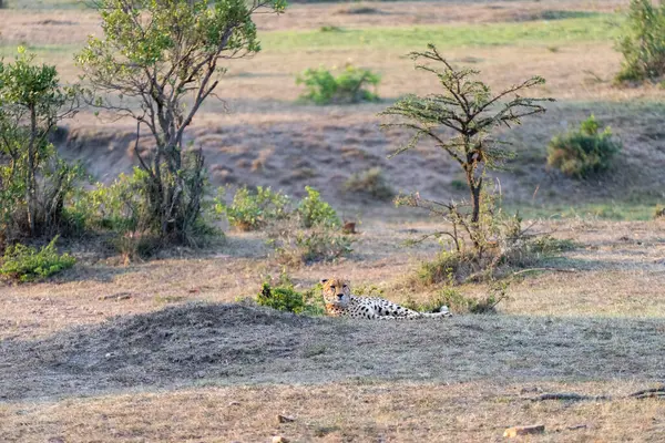 Krásná Gepard Odpočívá Trávě Soumraku Masaai Mara Kenya — Stock fotografie