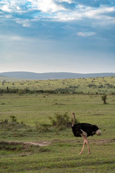 オストリッチはケニアのマサイマラ保護区の広大なサバンナを歩き回っています — ストック写真