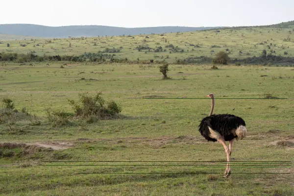 Avestruz Pasea Por Vasta Sabana Reserva Masaai Mara Kenia —  Fotos de Stock
