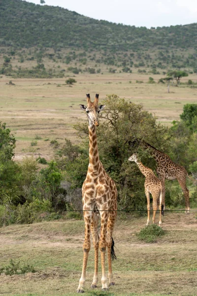 Жирафы Заповедника Масааи Мара Кении Африка Сафари — стоковое фото