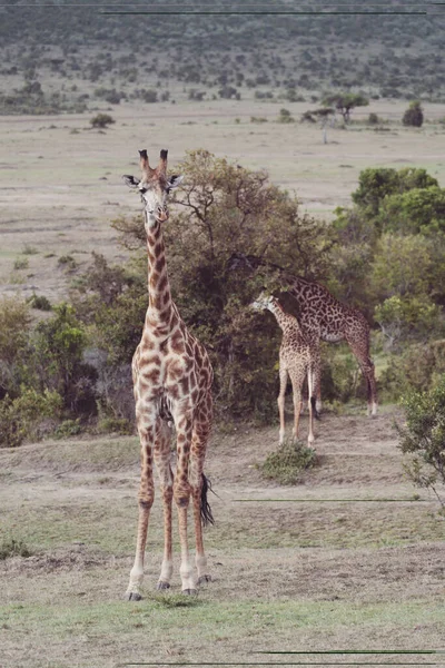 Girafes Dans Réserve Masaai Mara Kenya Afrique Safari — Photo