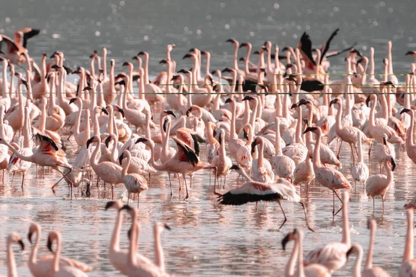 Lindo Flamingos Rosa Comendo Algas Lago Alcalino Lago Nakuru Quênia — Fotografia de Stock