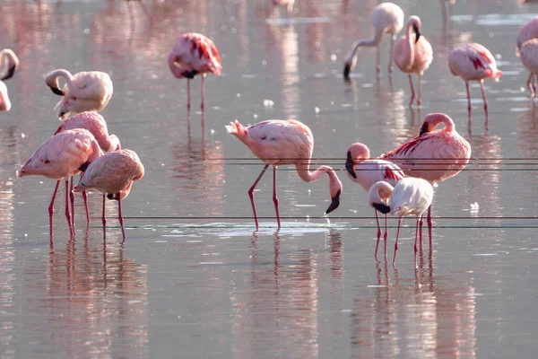 Hermosos Flamencos Rosados Comiendo Algas Lago Alcalino Lago Nakuru Kenia —  Fotos de Stock