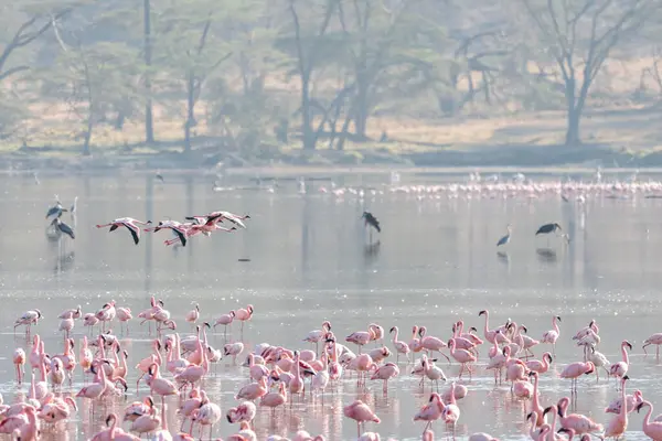 Flamingos Cor Rosa Voo Parque Nacional Lago Nakuru Quênia — Fotografia de Stock