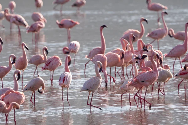 Flingos Cor Rosa Parque Nacional Lago Nakuru Quênia África — Fotografia de Stock