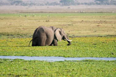 Kenya Amboseli Ulusal Parkı 'ndaki bataklıktaki filler