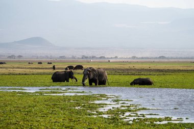 Kenya Amboseli Ulusal Parkı 'ndaki bataklıktaki filler