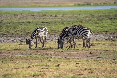 Amboseli Milli Parkı 'nda üç zebra yemek için otlanıyor