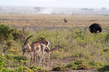 Yiyecek arayan kazık sürüsü, arka planda devekuşu. Amboseli Milli Parkı