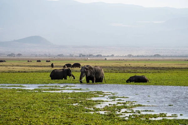 Ελέφαντες Έναν Βάλτο Στο Εθνικό Πάρκο Amboseli Κένυα — Φωτογραφία Αρχείου