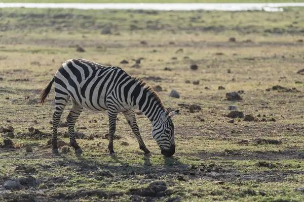 Zebra Pastoreia Parque Nacional Amboseli Quênia África — Fotografia de Stock