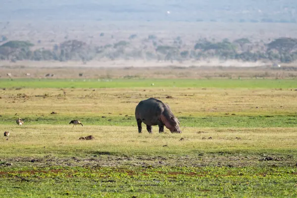 Hippo Broute Sur Terre Hors Eau Marchant Dans Parc National — Photo