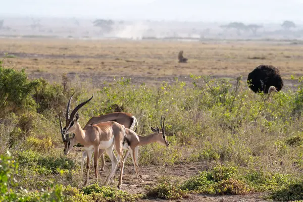 Manada Impalas Busca Comida Avestruz Fondo Parque Nacional Amboseli —  Fotos de Stock