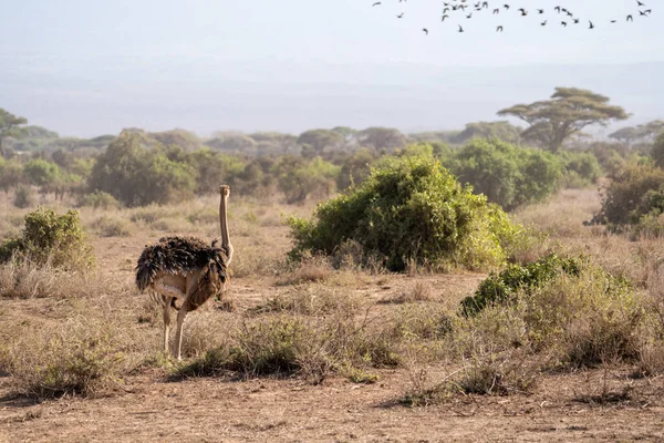 Strutsen Ser Flock Fåglar Flyga Iväg Amboseli National Park Kenya — Stockfoto