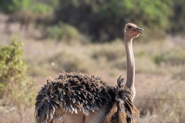 Avestruz Con Boca Abierta Parque Nacional Amboseli Kenia — Foto de Stock