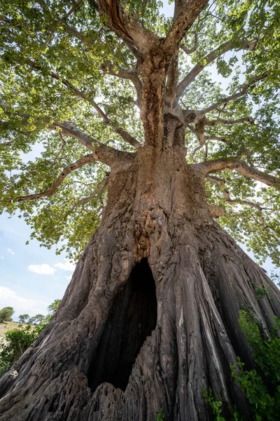 Grande Buraco Escondido Uma Árvore Baobá Perfeito Para Animais Esconderem — Fotografia de Stock