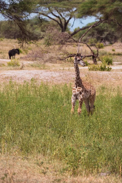 长颈鹿在塔兰热尔国家公园的高高的草地上四下张望 身后挂着一只野兽 — 图库照片