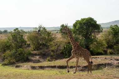 Zürafa beceriksizce Kenya 'daki Masaai Mara Rezervi' nin çayırlarında yürüyor.