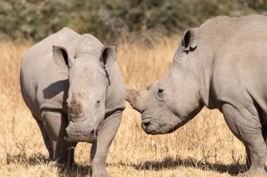 Nakuru Gölü Ulusal Parkı Kenya Afrika 'sında iki gergedan yürüyor.