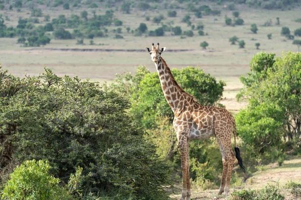 Retrato Uma Girafa Reserva Masaai Mara — Fotografia de Stock