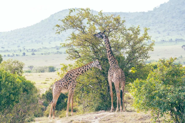 Duas Girafas Comem Espinho Acácia Reserva Masaai Mara Quênia — Fotografia de Stock