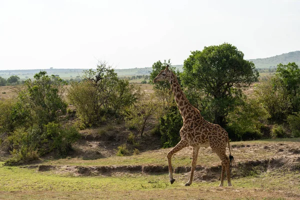 Girafe Promène Maladroitement Dans Savane Herbeuse Réserve Masaai Mara Kenya — Photo